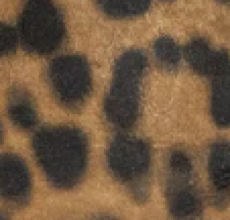 GENTLE SOULS - Lancine Suede Leopard Bow Heel>Kenneth Cole